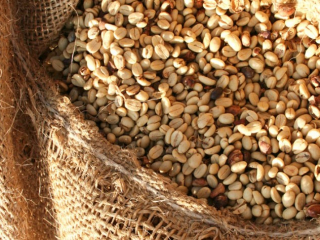 HẠT CÀ PHÊ ARABICA LÀ GÌ ?