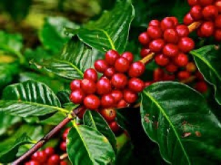 Địa điểm uy tín về Chế biến cà phê Hy Vọng Mới Coffee tại Long An