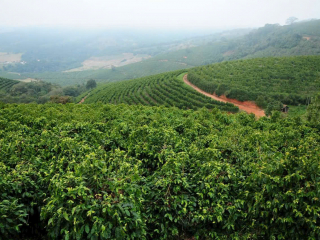 Di truyền học của cafe